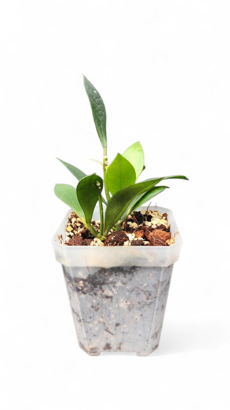 VoellerTropicals Hoya Sipitangensis - Thumbnail 2