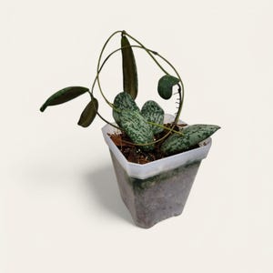 Hoya Sigillatis &#39;Borneo&#39;