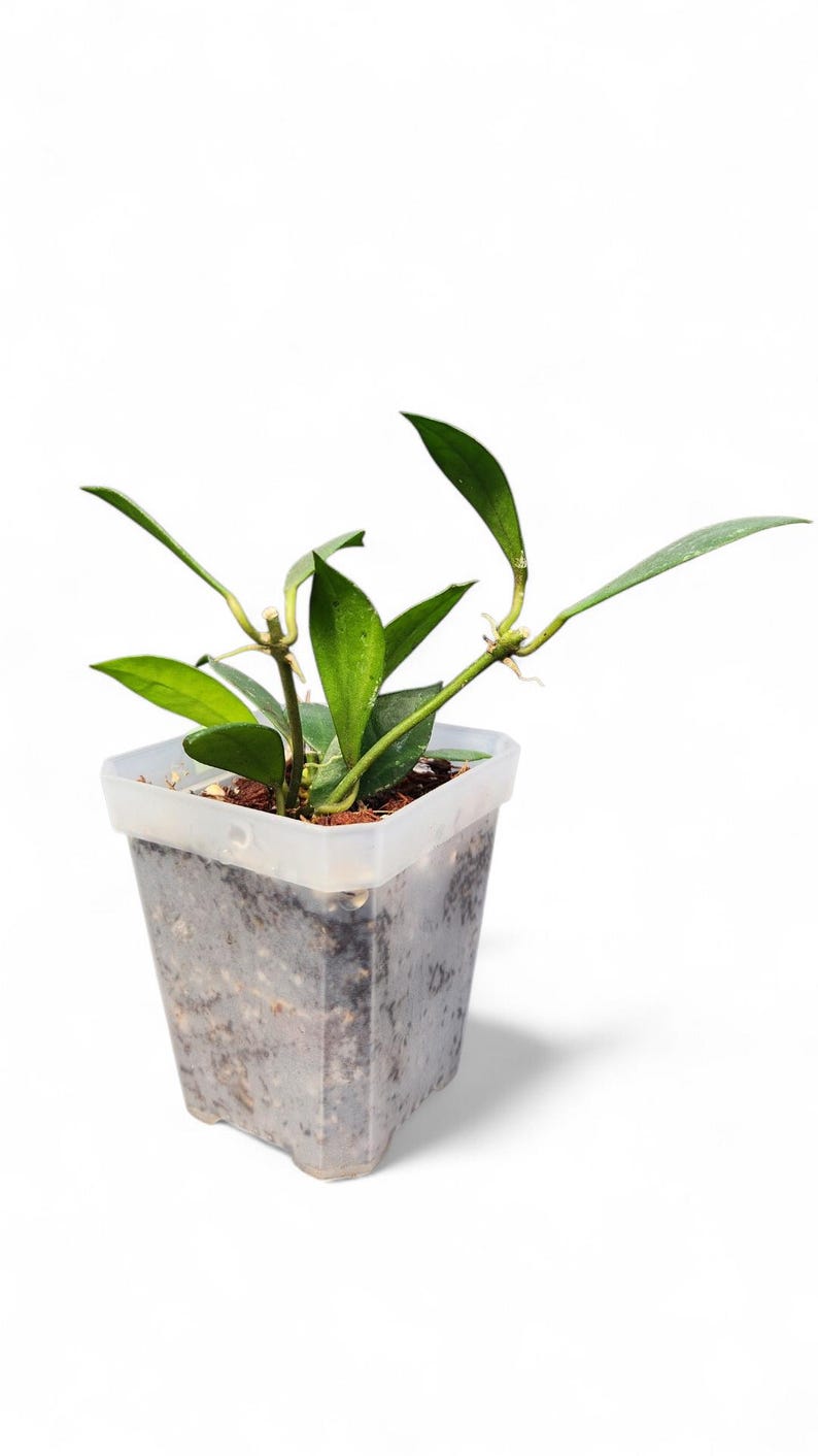 VoellerTropicals Hoya Sipitangensis - Thumbnail 5