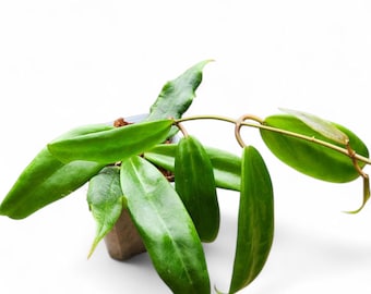 Hoya Ilagiorum Starter Plant | Houseplants | Live Plant | Gift