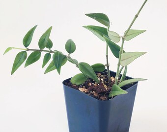 Live Hoya Bella Plant | Tropical Houseplants | Indoor Plant