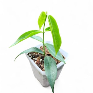 Hoya Rubida | Live Plant | Houseplant | Gift
