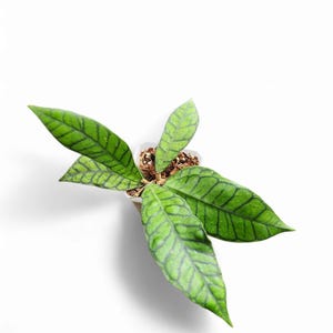 Hoya Callistophylla