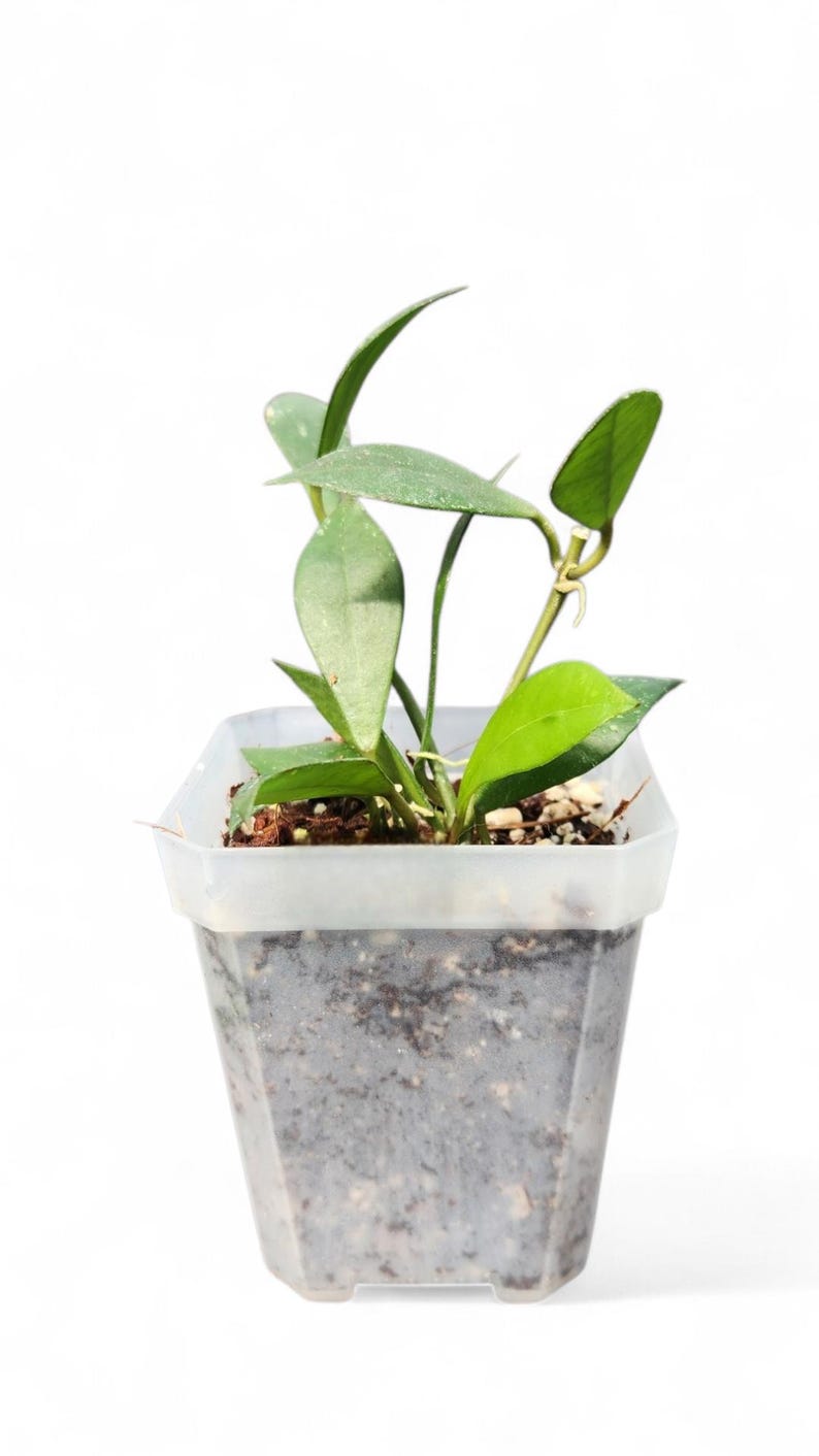 VoellerTropicals Hoya Sipitangensis