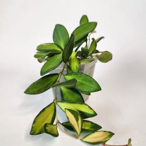 Hoya DS 70 Variegated