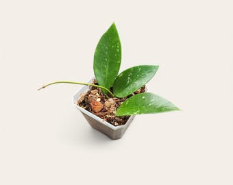 Hoya Pottsii Splash