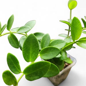 Live Hoya Cumingiana Plant | Tropical Houseplants | Indoor Plant