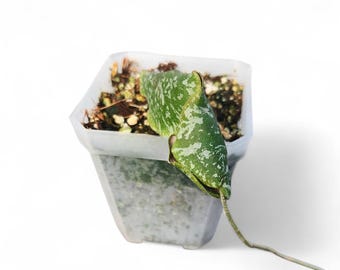 Hoya Imbricata | Starter Plant | Houseplants | Indoor Tropical Living Plants | Gift