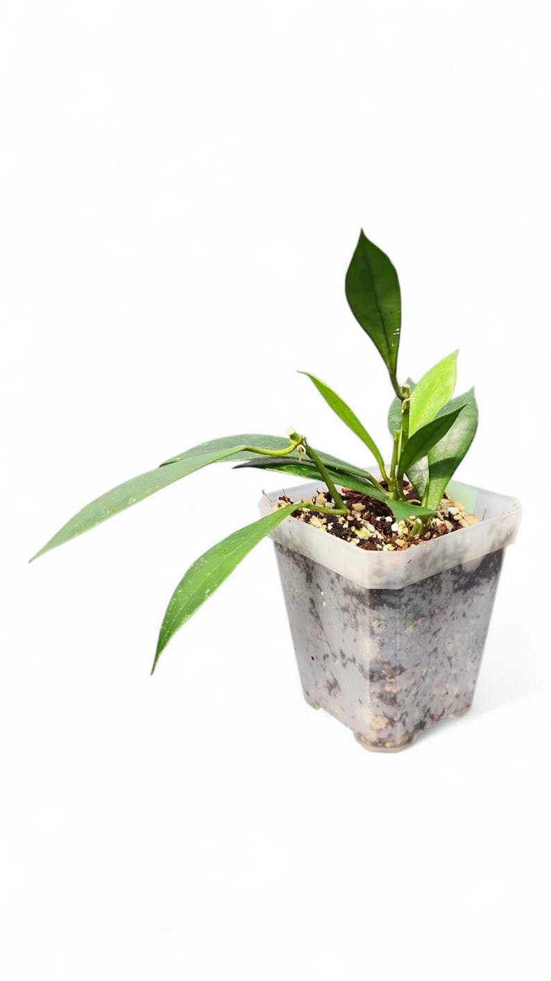 VoellerTropicals Hoya Sipitangensis - Thumbnail 4