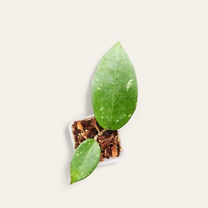 philodendron albo Philodendron Paraiso Verde Variegata Albo