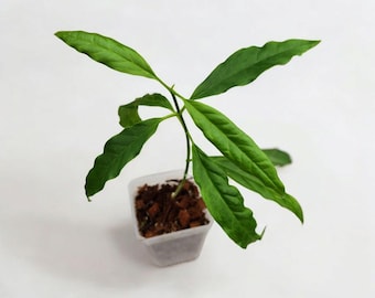 Hoya Papaschonii (seedling)