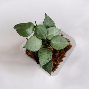 Hoya Lacunosa &#39;Mint&#39;
