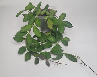 Hoya Burtoniae Inner Variegated, Rare Hoya Plant, Pet Safe, Live ...
