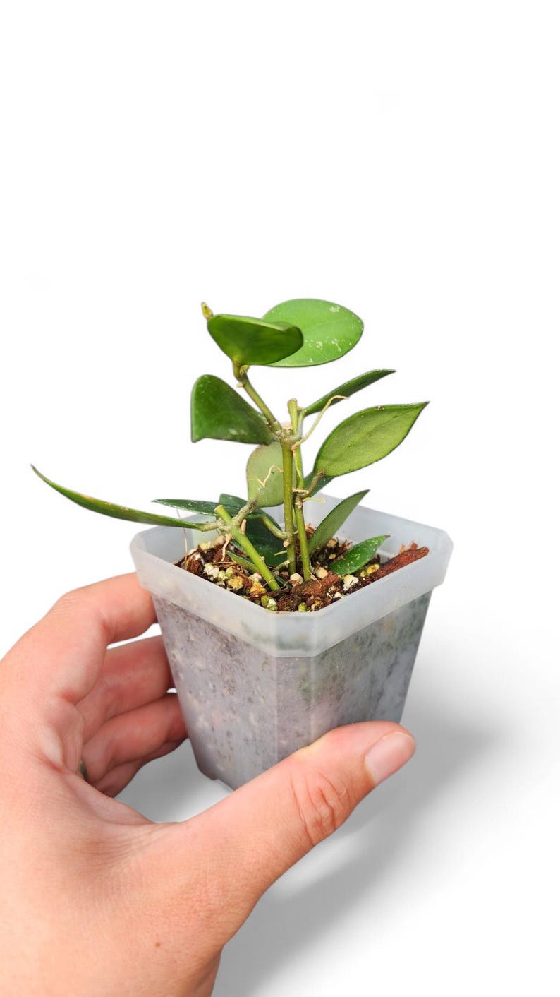 VoellerTropicals Hoya Sipitangensis - Thumbnail 3