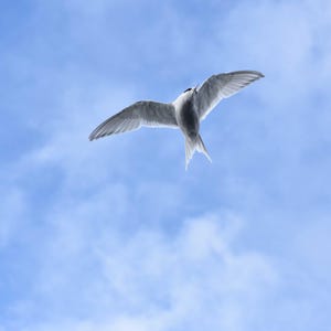 Antarctic Tern under Blue Skies