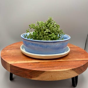 Puede incluir: Una maceta de cerámica con esmalte azul y blanco, llena de follaje verde, se encuentra sobre un soporte de madera redondo con patas de metal negro. La maceta tiene forma de cuenco poco profundo y un platillo a juego.