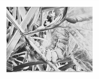 Graphite Drawing, nature, plants, caterpillar, close-up, decorations, print