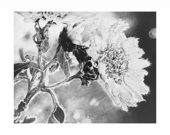 Graphite Drawing, Flowers, ice, plants, close-up, wall decorations, print