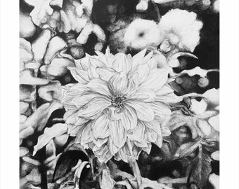 Graphite Drawing, Flowers, plants, close-up, wall decorations, print
