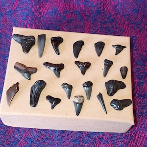 Assorted Shark Teeth
