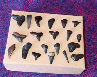 May include: A collection of fossilized shark teeth displayed on a brown cardboard background. The teeth are various sizes and shapes, with some having a darker gray color and others a lighter brown color.