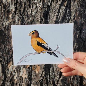May include: A hand-drawn illustration of a yellow and black bird perched on a branch. The bird has a thick beak and a black eye. The background is a light blue.