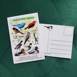 May include: Two postcards featuring bird illustrations. One card displays various birds with the text "Birds of Maine: Summer." The other card has a single bird illustration and lines for writing. The cards are on a green surface.