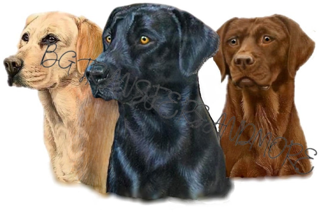 Labrador Retrievers Ready to Press Heat Transfer. Etsy