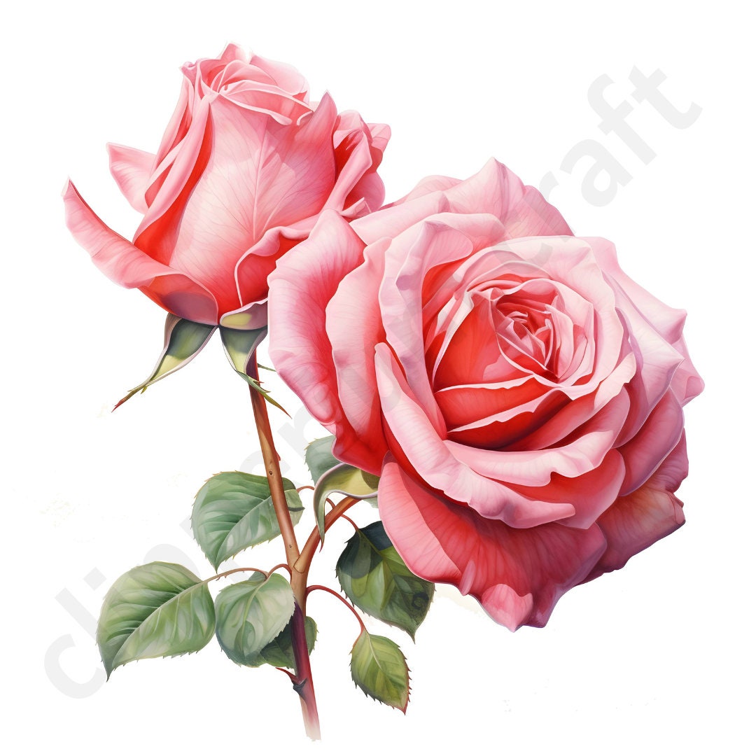 Pink Roses Clipart 30 HQ Jpgs Digital Download, Mixed Media, Wall Art ...
