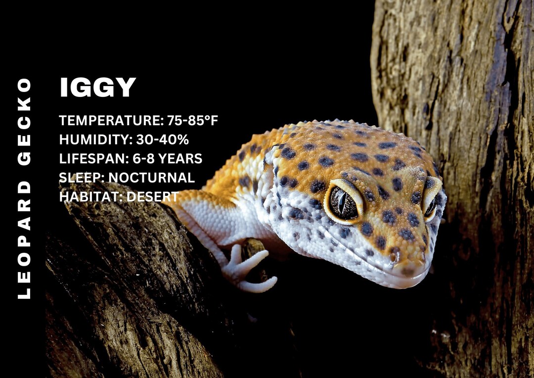 Custom Reptile Name Tag Personalized Reptile Name Information Print