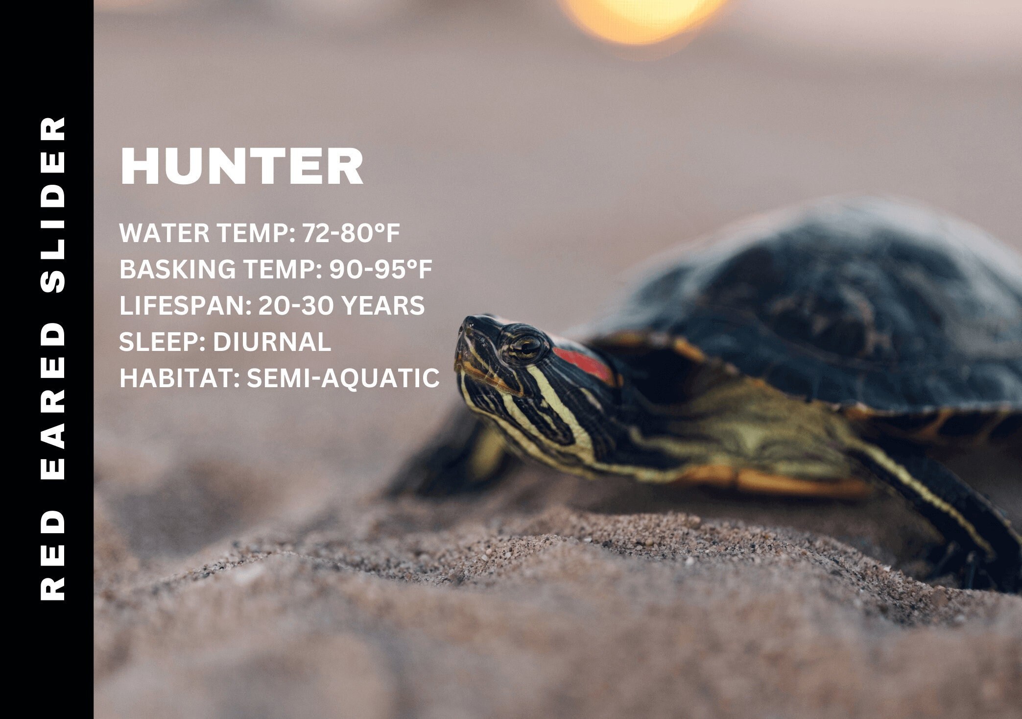 THE BEST KIT EVER - RED EARED SLIDER TURTLE Mini-Verse Resin Kit! The  CUTEST turtle habitat EVER! 