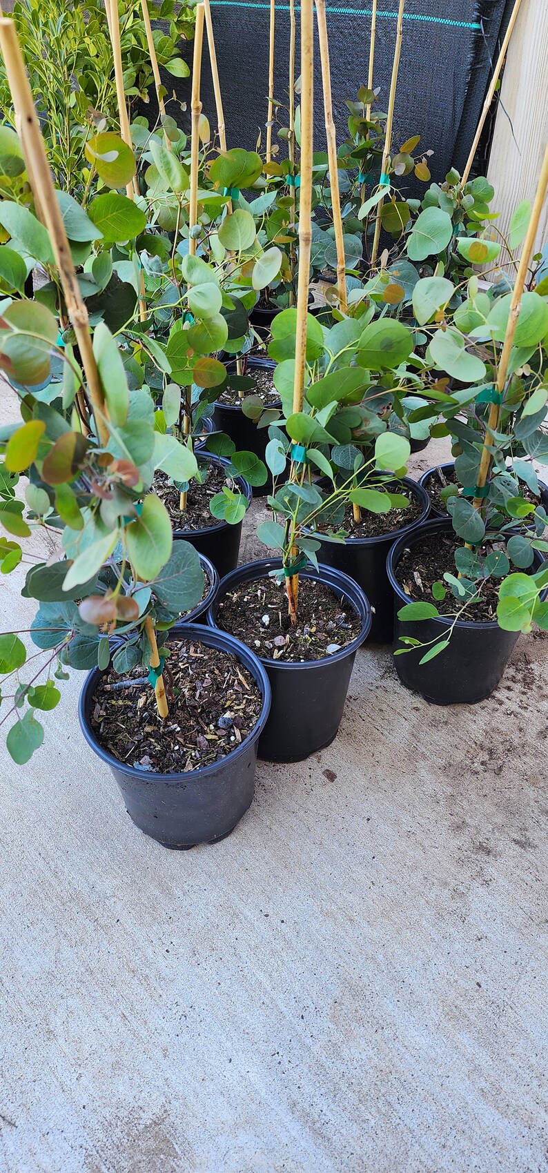 Eucalyptus Silver Dollar Plants for Sales Etsy