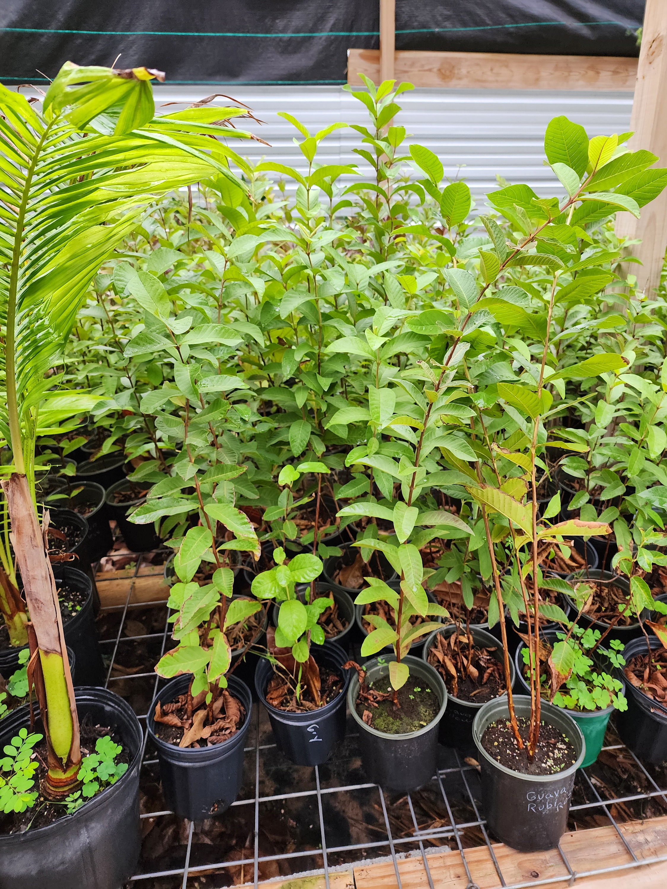 Ruby Pink Guava Plant. Yellow Guava Plants for Sales Etsy