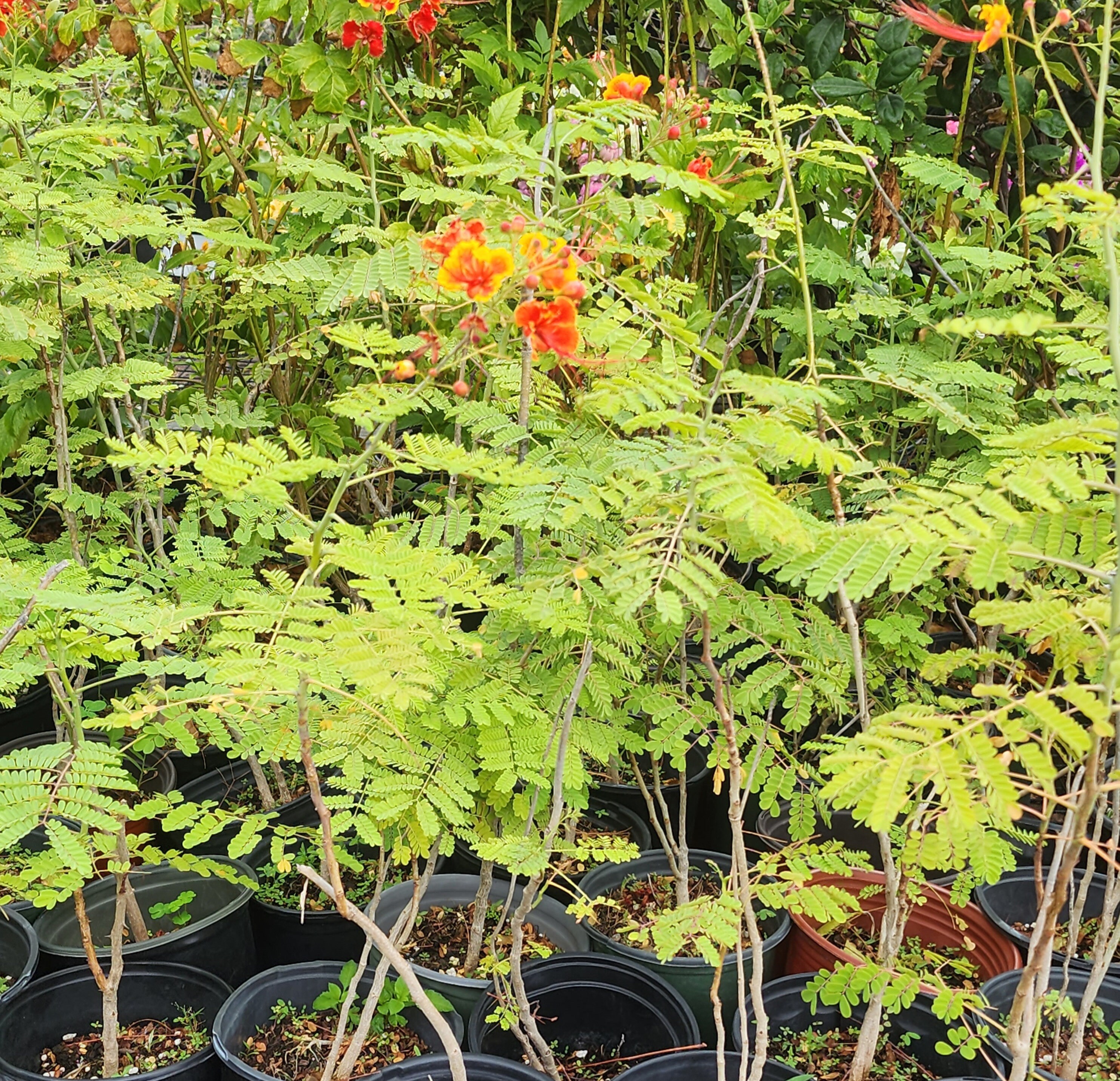 Barbados of Pride Plants for Sales Etsy