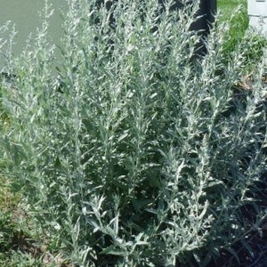 artemisia estafiate 1gallon good for tea