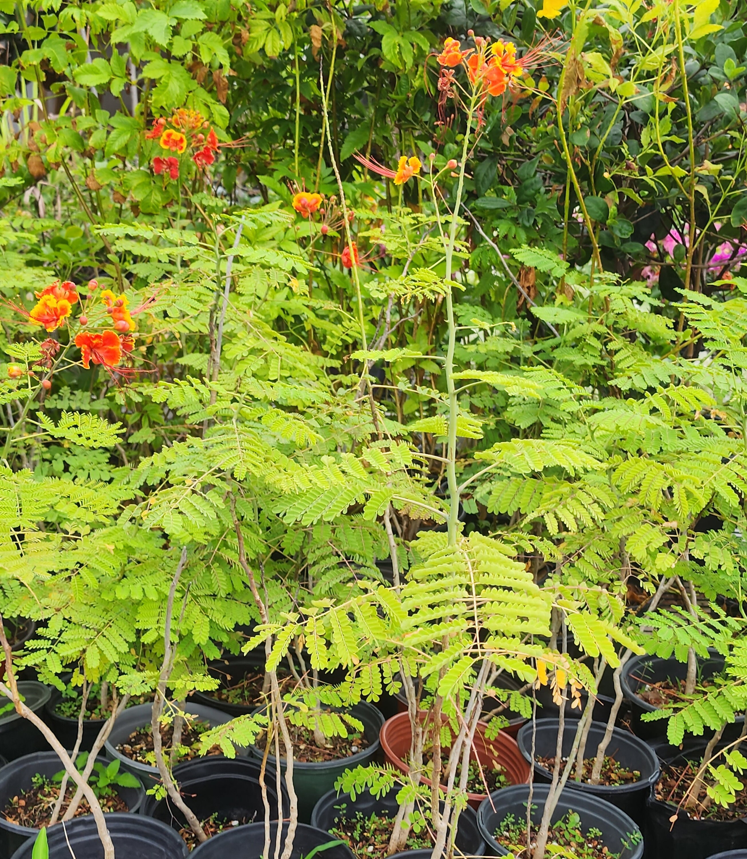 Barbados of Pride Plants for Sales Etsy