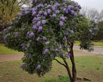 Purple mountain laurel trees