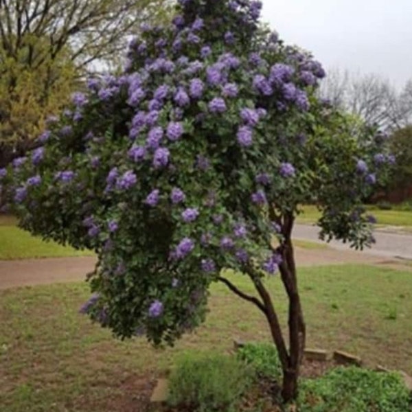 Purple mountain laurel trees