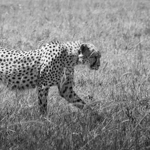 African Cheetah Photo Print Wall Art (Black and White)