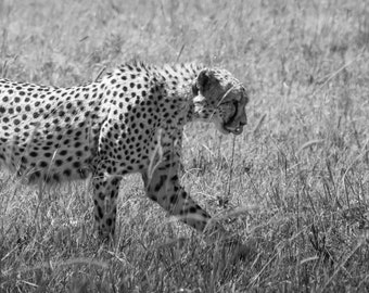 African Cheetah Photo Print Wall Art (Black and White)