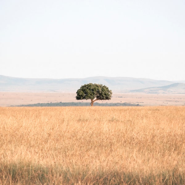 Kenyan Tree Landscape Photo Print Wall Art