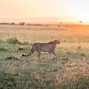 African Tatu Bora Cheetah Coalition Photo Print Wall Art