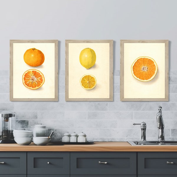 Vintage Orange Lemon Citrus 3PC Poster Set | Printable Kitchen Wall Decor | Antique Downloadable Orange & Lemons 19th Century Painting