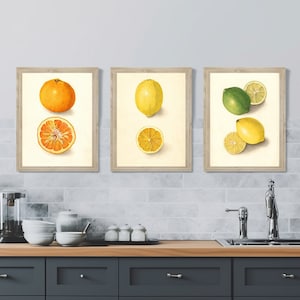 Vintage Orange Lemon 3PC Poster Set | Printable Kitchen Wall Decor | Antique Orange & Lemons 19th Century Painting, Downloadable Kitchen Art
