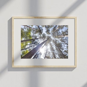 Glancing Up Tall Pines Photographic Print