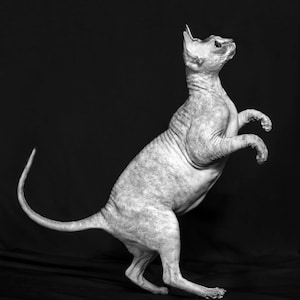 Hairless Sphynx Cat Wall Art