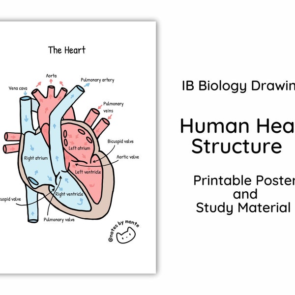 Human Heart Anatomy Poster, Printable IB Biology Poster, Cardiovascular system, The Heart, Educational Poster, IB Classroom Poster