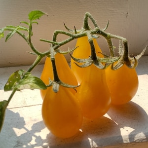 Yellow pear cherry tomato seeds, indeterminate, 6&#39;+ vines, mild bright flavor (50 seeds per packet)
