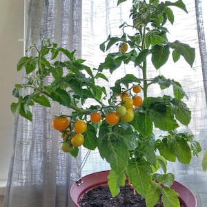 Jochalos cherry tomato seeds (30), micro dwarf compact, indoor/outdoor, 2023 harvest