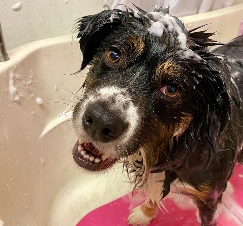 Premium Dog Shampoo and Conditioner Set for Shortcoated Breeds Ideal